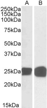 GRB2 Antibody