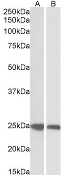 GRB2 Antibody