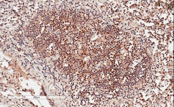 GRB2 Antibody