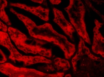 GPX1 Antibody