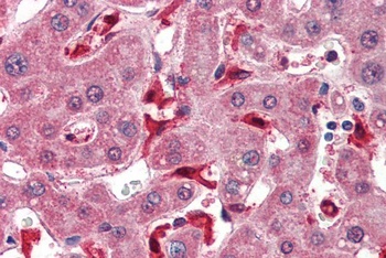 GPX1 Antibody