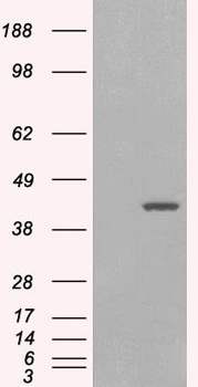 GIPC1 Antibody