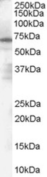 GAPDH Antibody