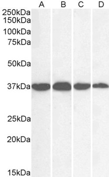 GAPDH Antibody