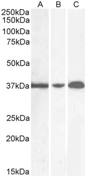 GAPDH Antibody