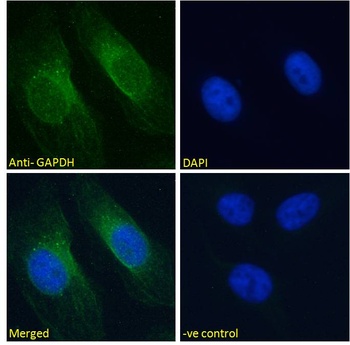 GAPDH Antibody