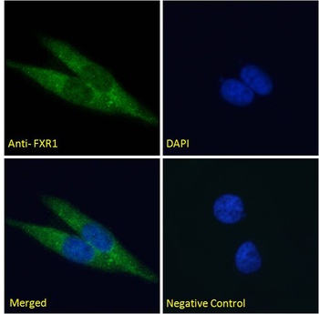 FXR1 Antibody