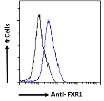 FXR1 Antibody