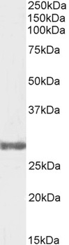 FXR1 Antibody