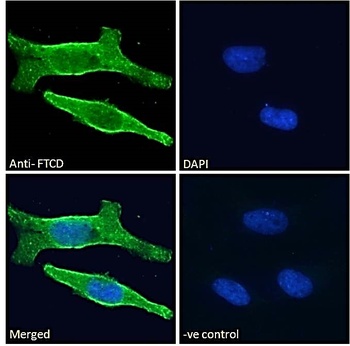 FTCD Antibody