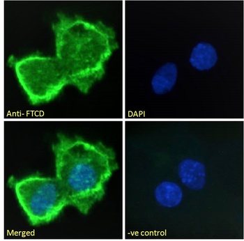 FTCD Antibody