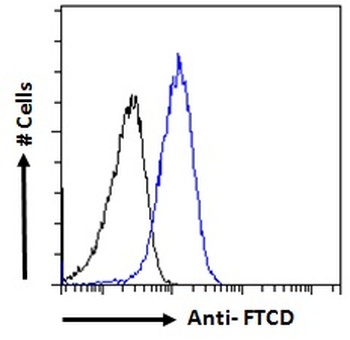 FTCD Antibody