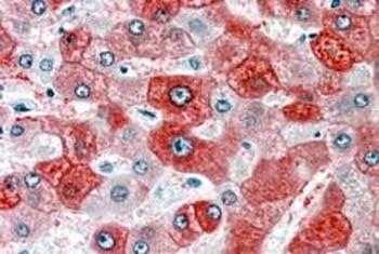 FTCD Antibody