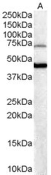 FOXG1 Antibody