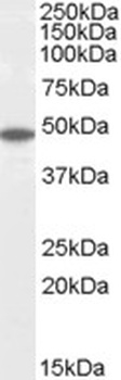 FLOT2 Antibody