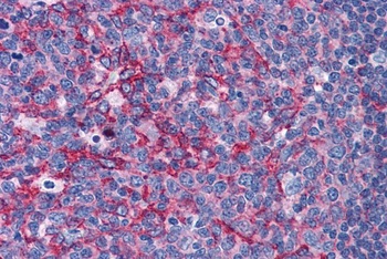 FLOT2 Antibody