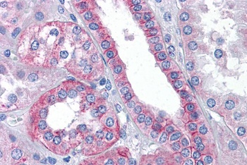 FLOT2 Antibody