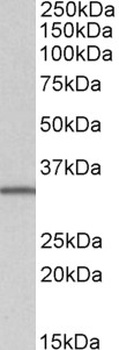 NANOG Antibody