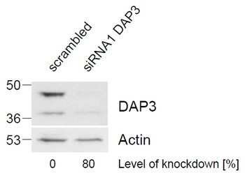 DAP3 Antibody