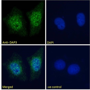 DAP3 Antibody