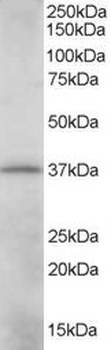 CRKL Antibody