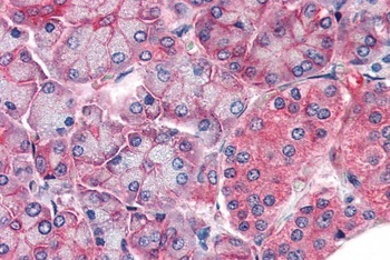 Claudin 14 Antibody