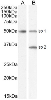 CHGA Antibody