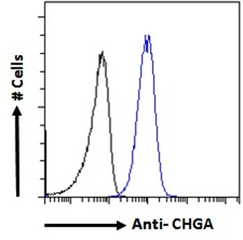 Chromogranin A Antibody