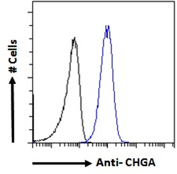 CHGA Antibody