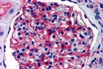 ENPEP Antibody
