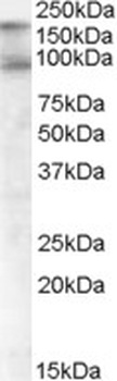 CDCP1 Antibody