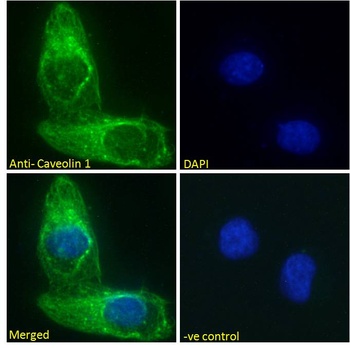 Caveolin-1 Antibody