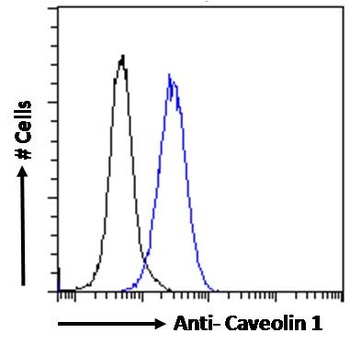 CAV1 Antibody
