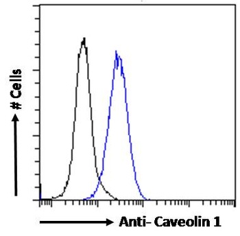 Caveolin-1 Antibody