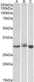 BIRC7 Antibody