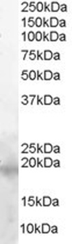 BIRC5 Antibody