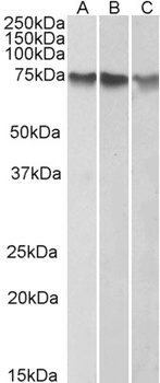 ATF2 Antibody