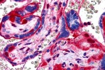 Annexin Antibody