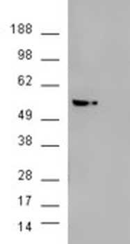 AKT3 Antibody