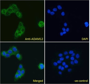 ADAM12 Antibody