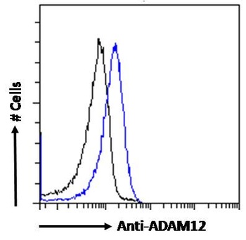 ADAM12 Antibody