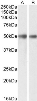 GNAI2 Antibody