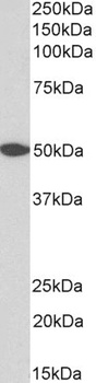 GNAI2 Antibody