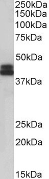 dUTPase/DUT Antibody