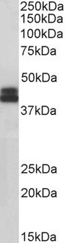 EXOG Antibody