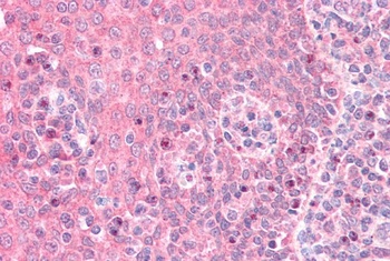 CD68 Antibody