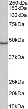 GNA12 Antibody
