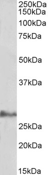 Foxp3 Antibody
