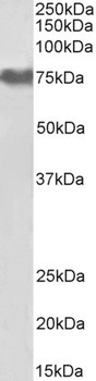 SRRT / ARS2 Antibody