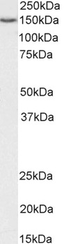 TIM-1 Antibody